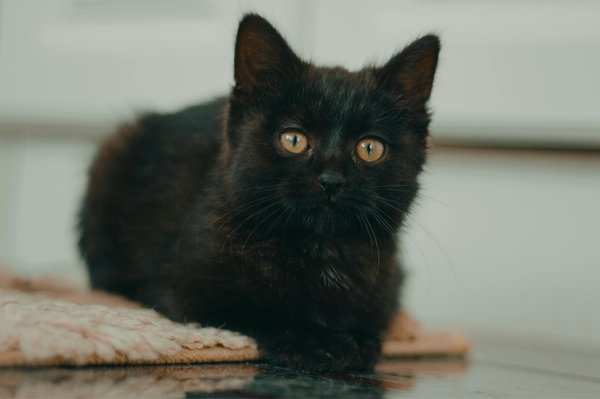 Le griffon : un trésor à découvrir pour les amoureux des chiens