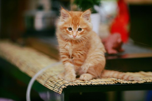 Choisir le meilleur produit anti puce pour son chat